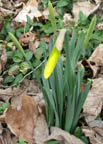 first daffodil 2005.jpg